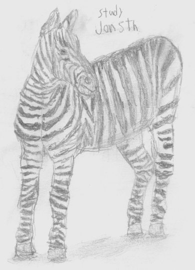 art/2D/Zebra_front3q_pencil.jpg