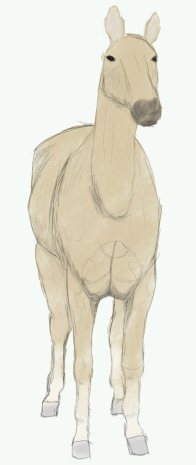 art/2D/front_horse_tan.jpg