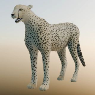 3D/Cheetah_3dmodel_Front3q.jpg 3D/Cheetah_3dmodel_Front3q.jpg