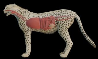 3D/Cheetah_3dmodel_SideInteralAnatomy.jpg 3D/Cheetah_3dmodel_SideInteralAnatomy.jpg