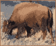 bison_boarder_grazing_pixelated.gif