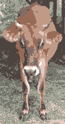 cow_jersey_female_2y_front_high_pixelated.gif