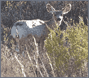 deer_female_rear3q_pixelated.gif