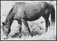 feral_horse_mare_side_pixelated_bw.gif