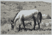 feral_horse_mare_white_side_pixelated.gif