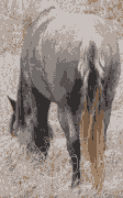 feral_horse_rear_pixelated.gif