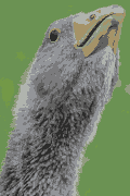 young_goose_pixelated.gif